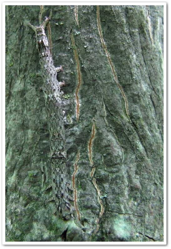 Zale moth caterpillar species
