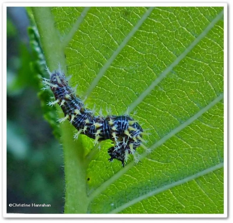 Eastern comma butterfly  larva (Polygonia comma)