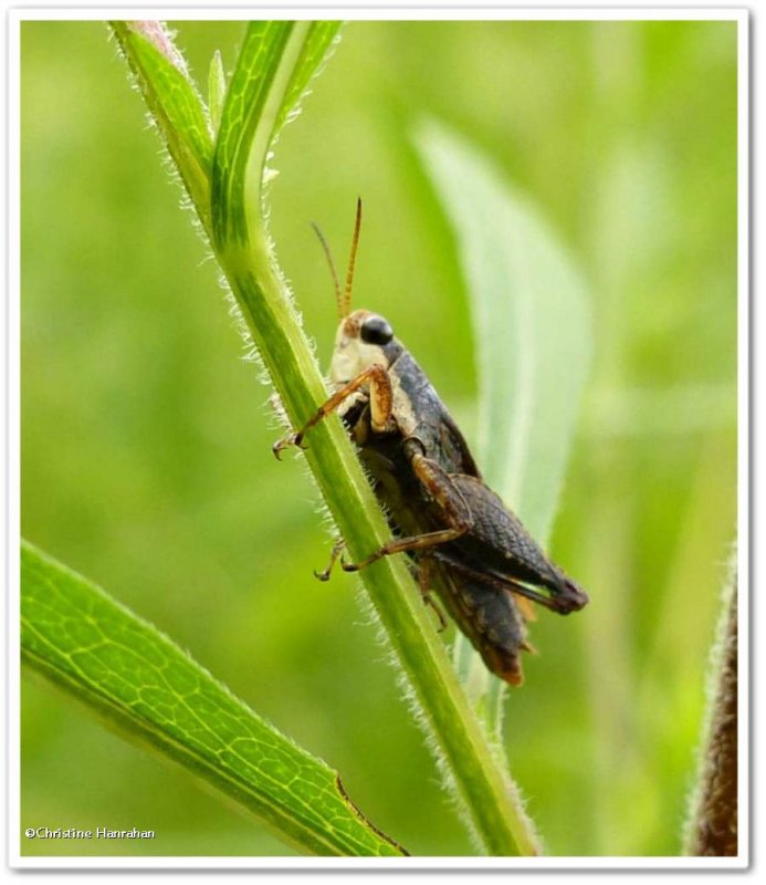 Pygmy grasshopper  (Tetrigidae sp,)
