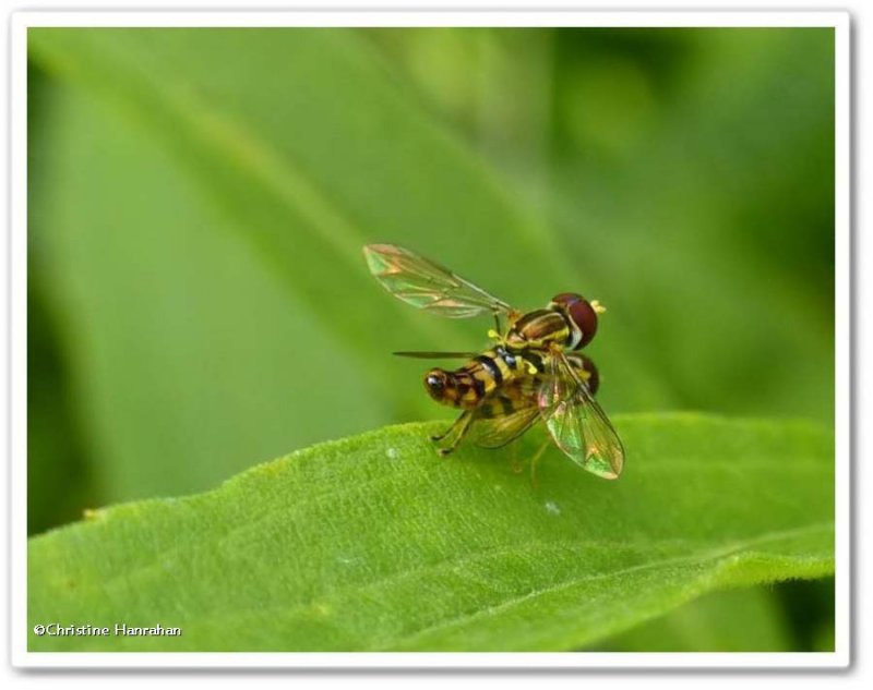 Hover flies (Toxomerus geminatus)