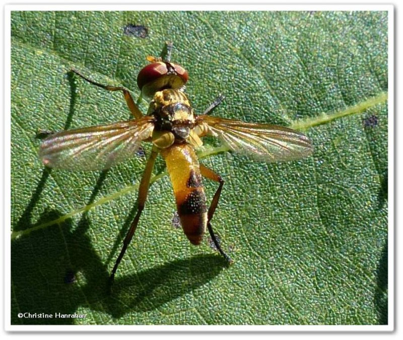 Tachinid fly (Xanthomelanodes)