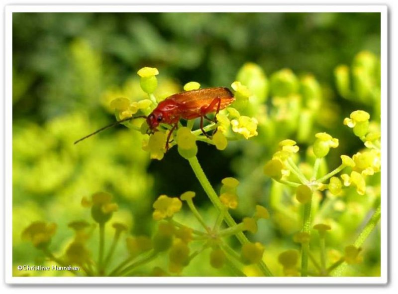 Soldier beetles (Rhagonycha fulva)