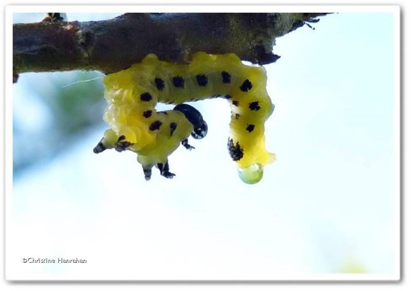 Sawfly larva (Neodiprion pinetum)