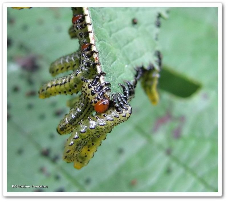 Sawfly larvae (<em>Arge</em>)
