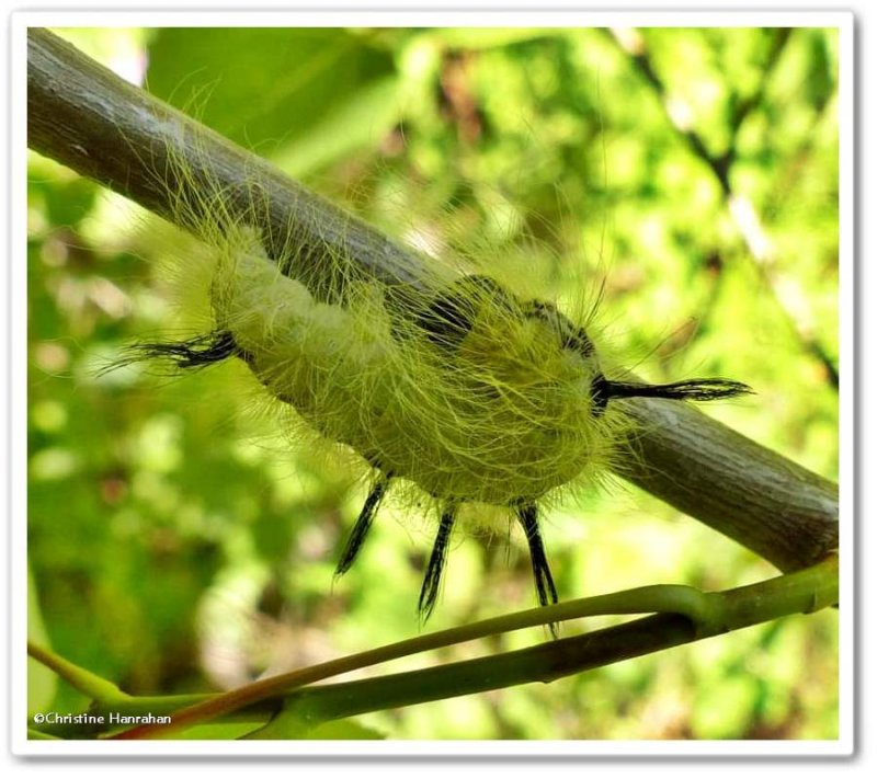 Cottonwood dagger moth caterpillar (Acronicta lepusculina), #9205