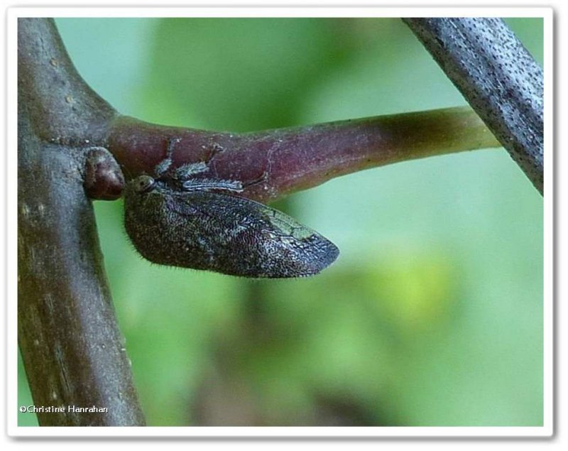 Treehopper (Ophiderma pubescens)