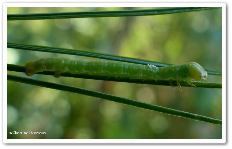 Caterpillar with parasites
