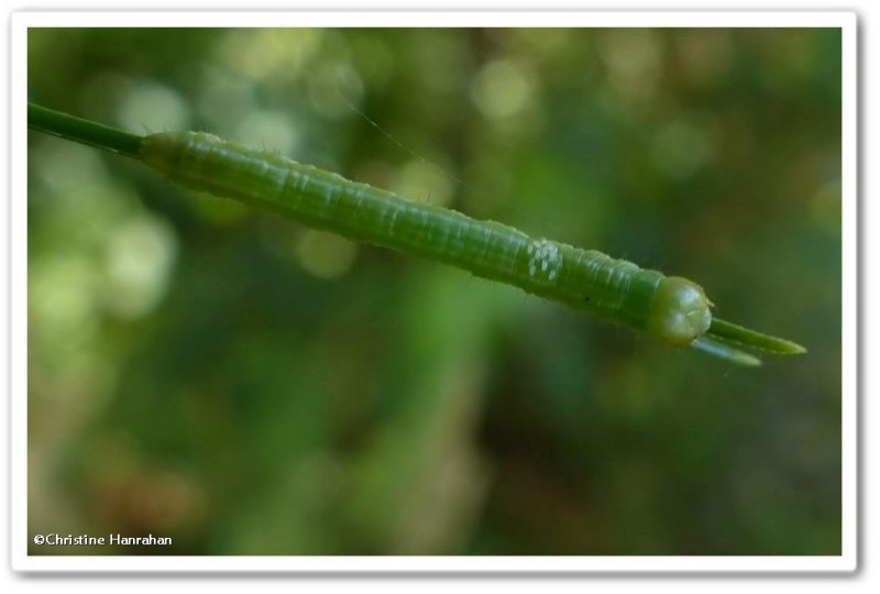 Caterpillar with parasites