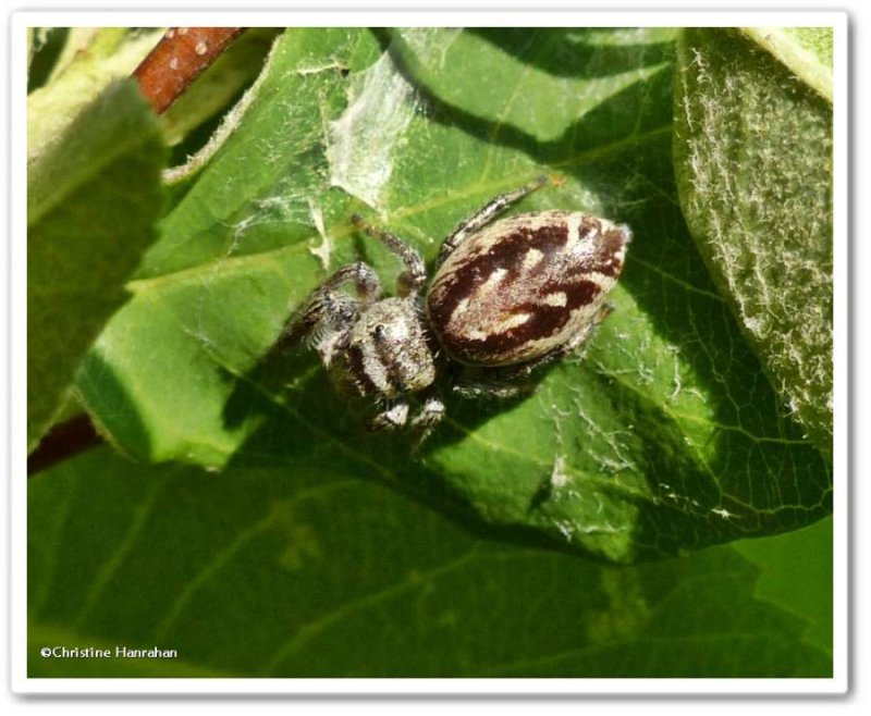 Jumping spider (Eris militaris)
