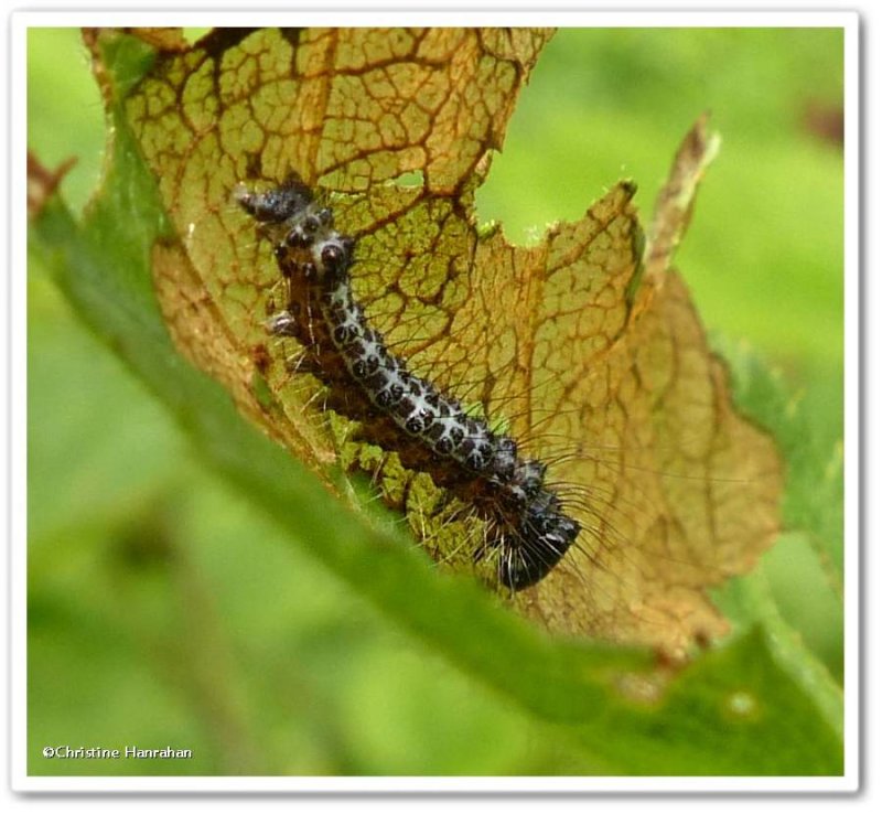 Interrupted dagger moth caterpillarn (Acronicta interrupta, #9237