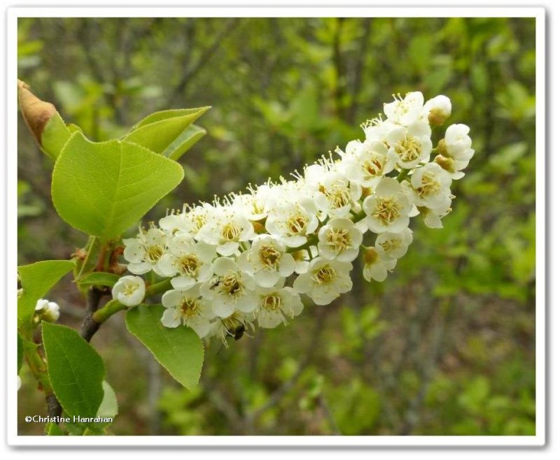 Chokecherry flowers (Prunus virginiana)