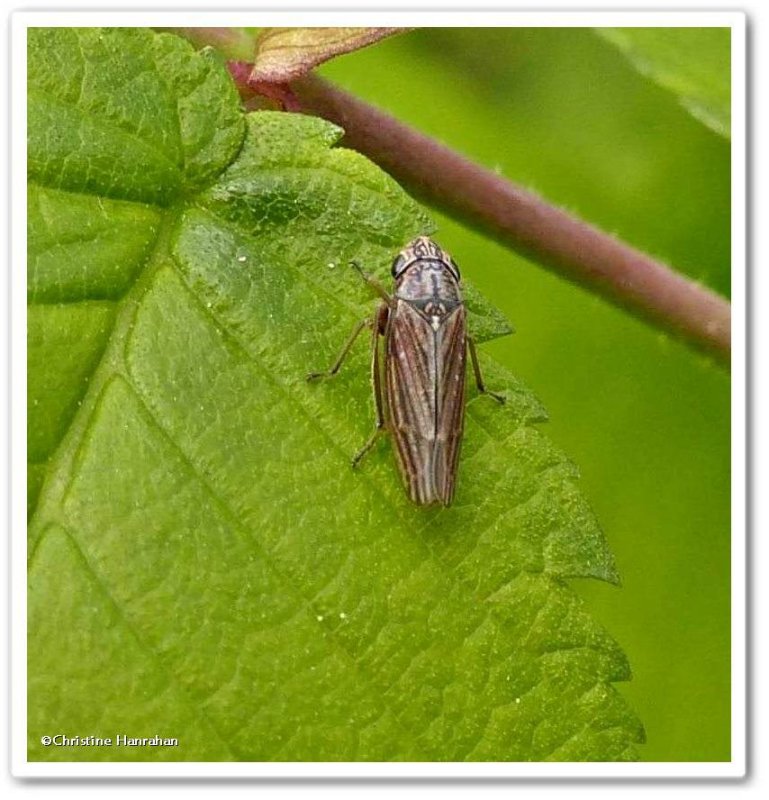 Leafhopper (Graphocephala gothica)