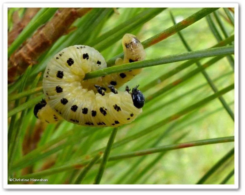 Sawfly larva (Neodiprion pinetum)