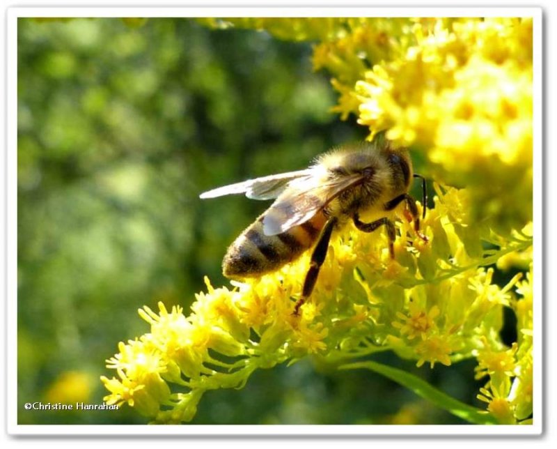 Honey bee (Apis mellifera) on goldenrod