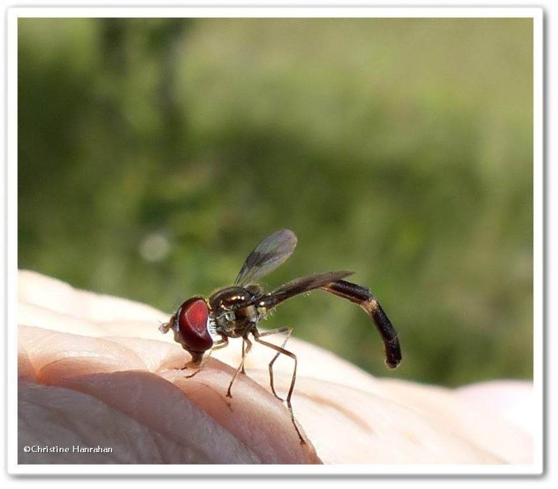 Hover fly (Ocyptamus fascipennis)