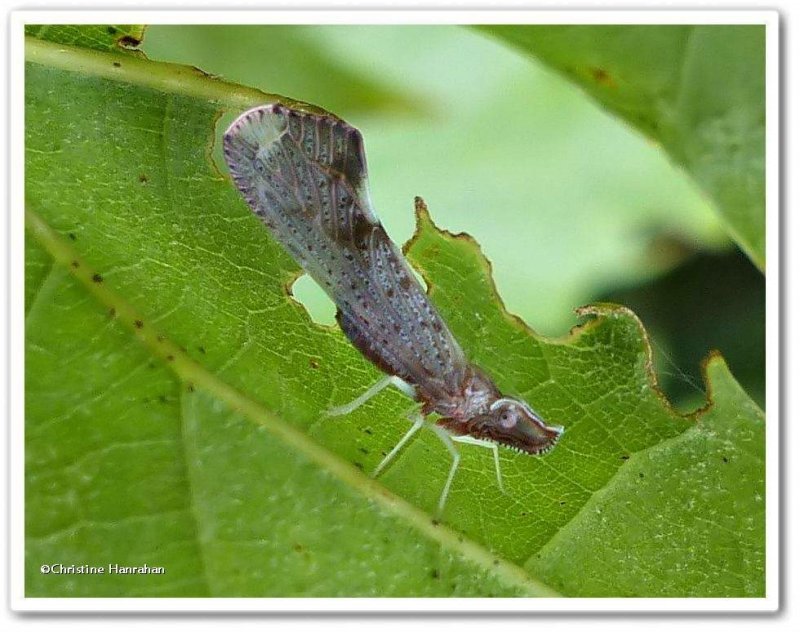 Planthopper, Derbid (Apache degeerii)