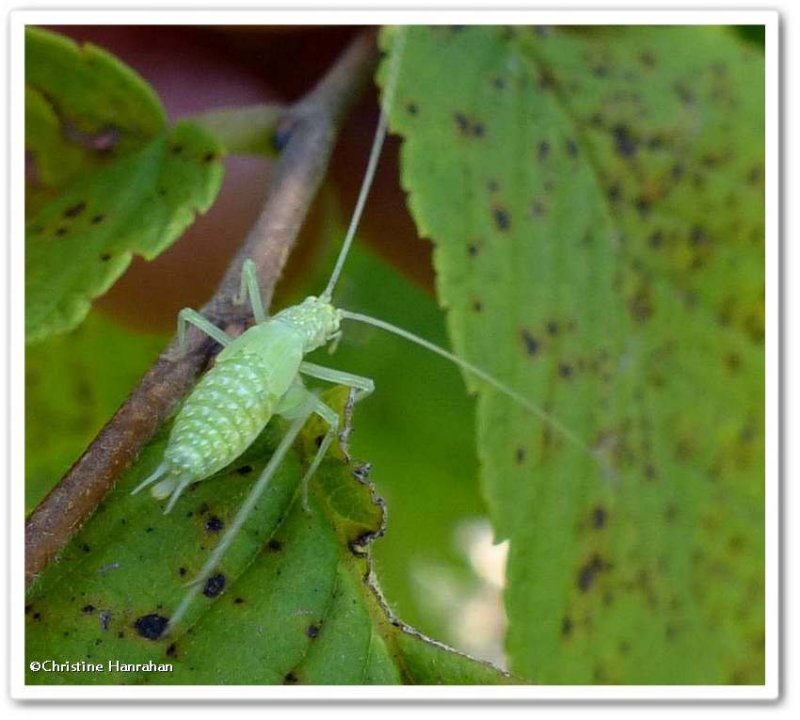 Tree cricket nymph  (Oecanthus)