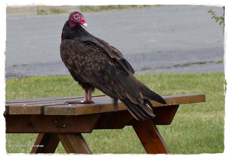 Waiting for lunch:  Turkey vulture