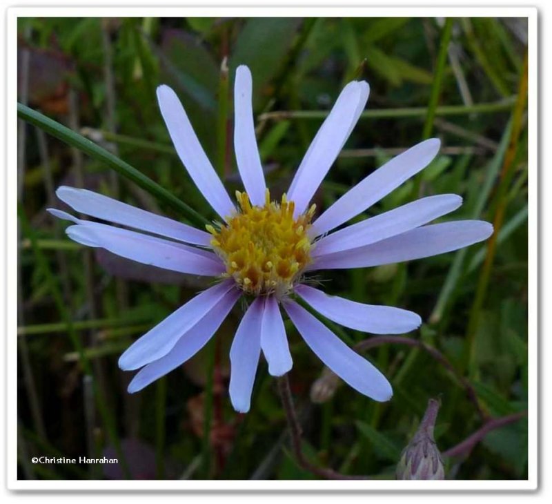 Aster, Bog