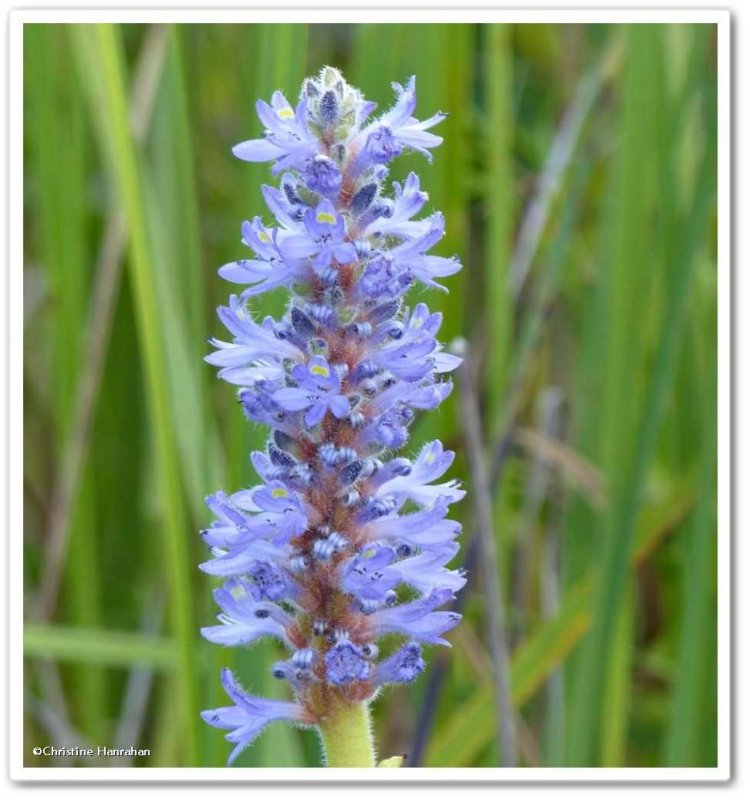 Pickerel weed (Pontederia cordata)