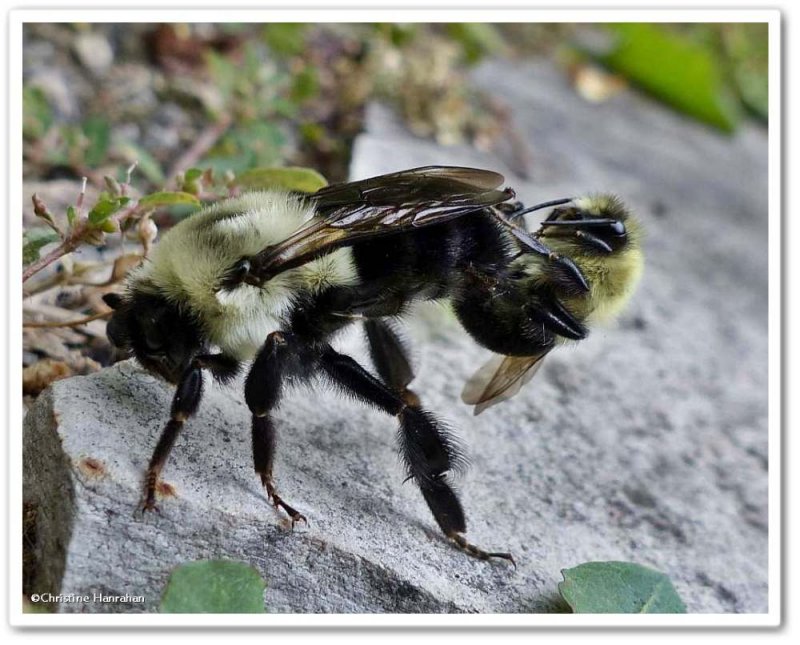 Mating bumble bees (Bombus)