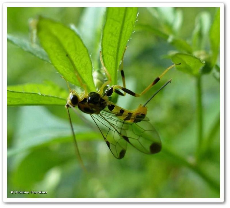 Ichneumonid wasp, female (Lycorina glaucomata)