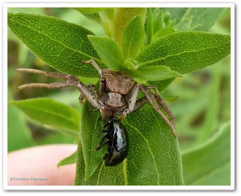 Ground crab spider (Xysticus) with beetle