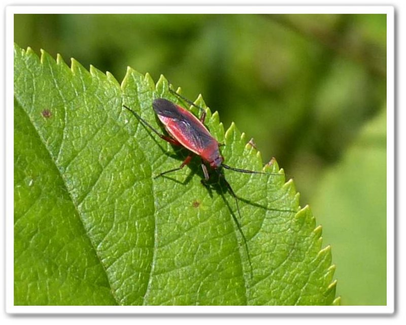 Plant bug (Lopidea instabilis)
