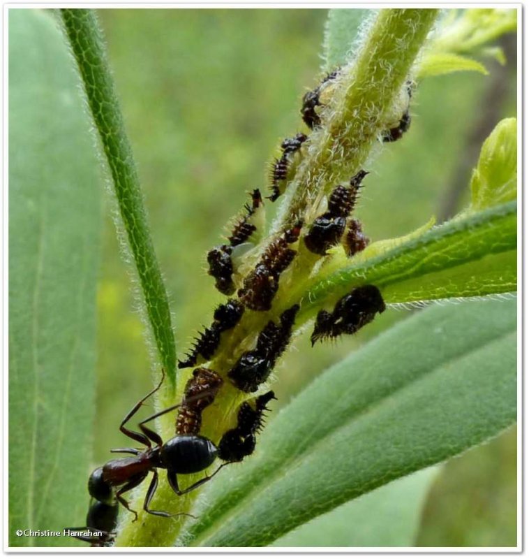 Treehopper nymphs (Publilia sp.)