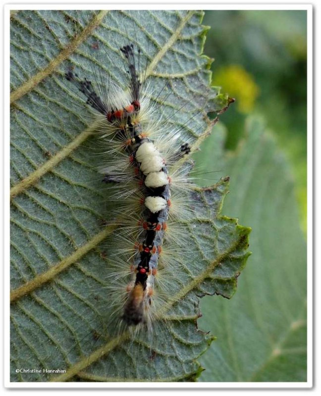 Rusty tussock moth caterpillar (Orgyia antiqua), #8308