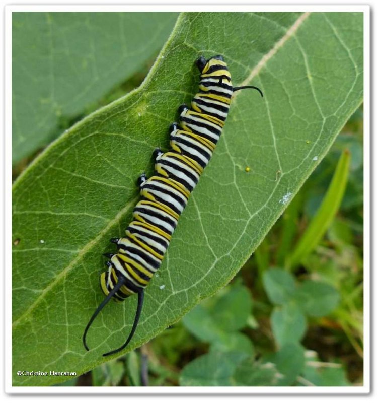 Monarch butterfly caterpillar ( Danaus plexippus)
