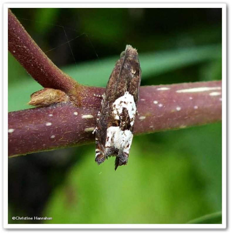 Tortricid moth (Eucosma parmatana), #2937