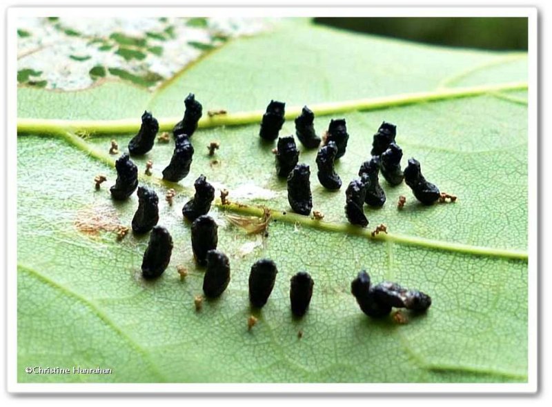 Chalcid wasp cocoons, probably Eulophus sp.