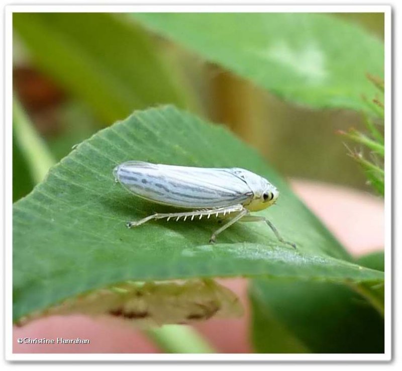 Leafhopper (Neokolla hieroglyphica)
