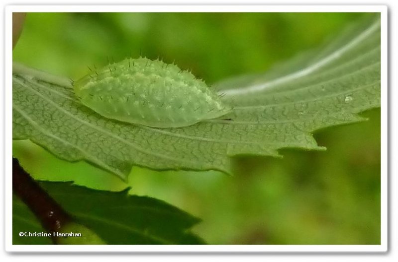 Yellow-shouldered slug moth caterpillar (Lithacodes fasciola), #4665