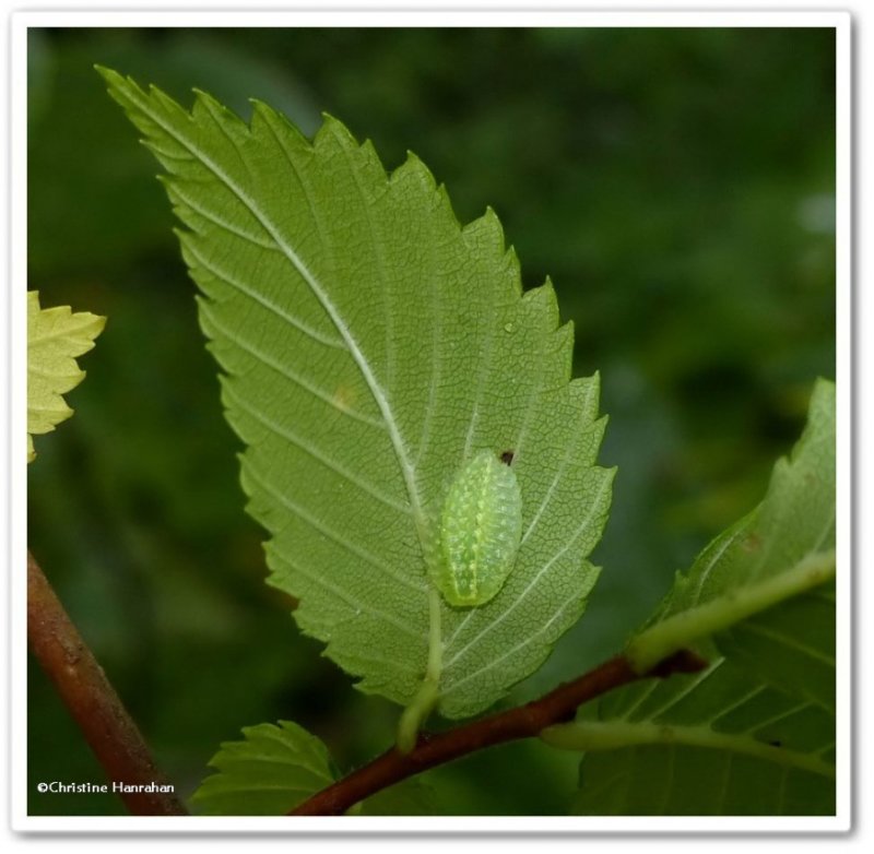 Yellow-shouldered slug moth caterpillar (Lithacodes fasciola), #4665