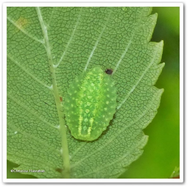 Yellow-shouldered slug moth caterpillar (Lithacodes fasciola), #4665