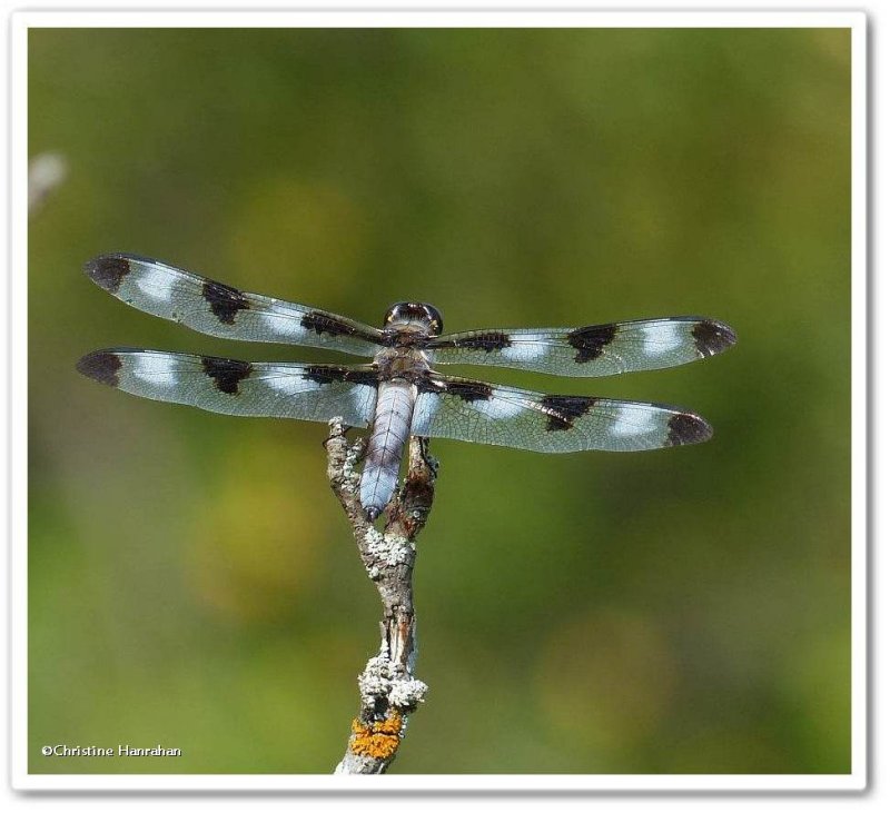 Twelve-spotted skimmer , male (<em>Libellula pulchella</em>)