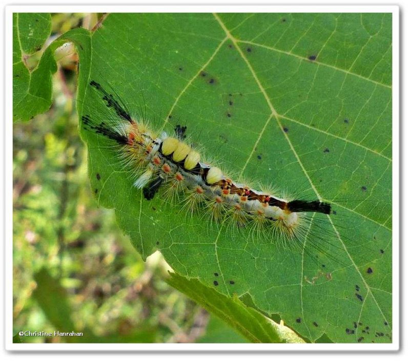 Rusty tussock moth caterpillar (Orgyia antiqua), #8308