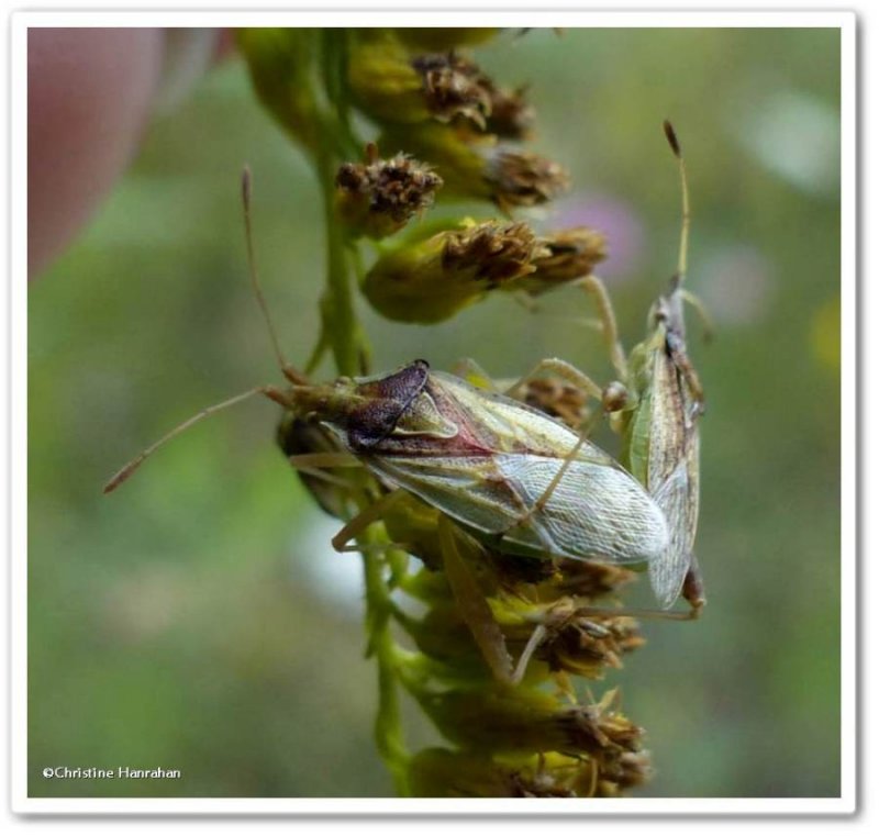 Scentless plant bug (Harmostes)