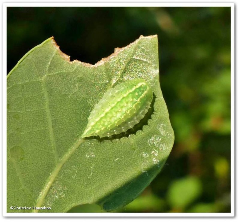 Elegant tailed slug moth caterpillar  (Packardia elegans), #4661