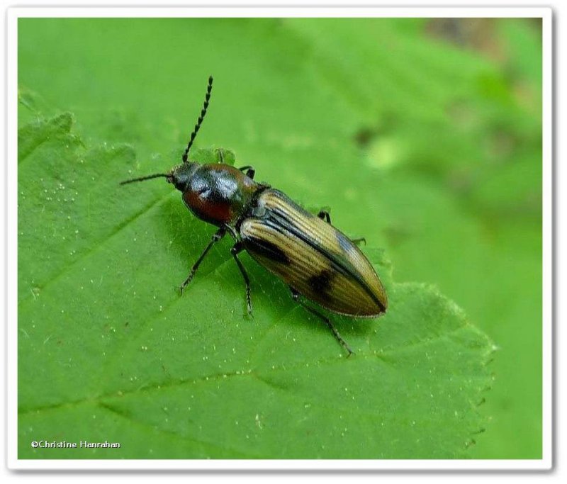 Click beetle (Selatosomus pulcher)