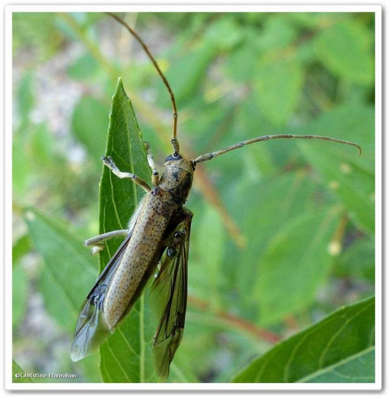 Poplar borer longhorn beetle (Saperda calcarata)