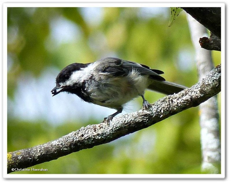 Black-capped chickadee