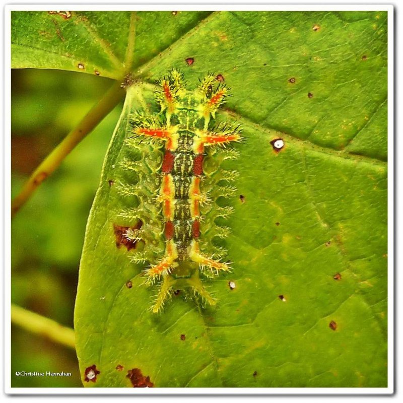 Spiny oak slug caterpillar (Euclea delphinii), #4697