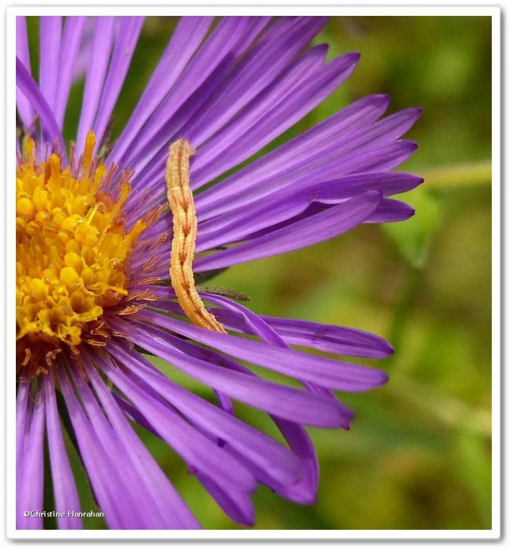 Geometer Moths and Larvae (Family: Geometridae): 6278 - 6640