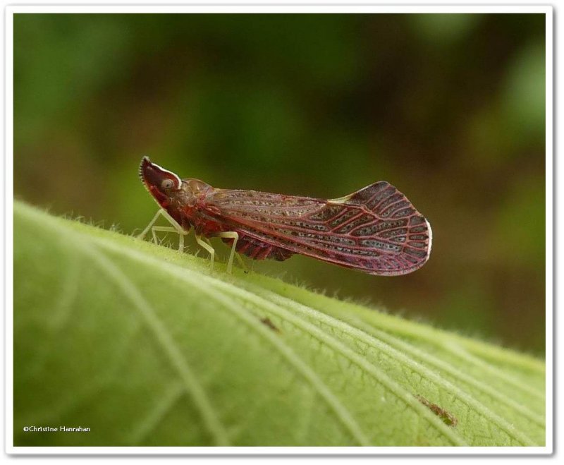 Bugs (Hemiptera) of the Reveler Conservation Area