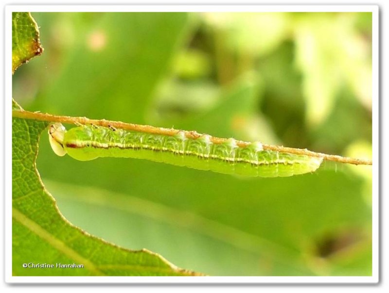 Angulose prominent caterpillar  (Peridea angulosa), #7920