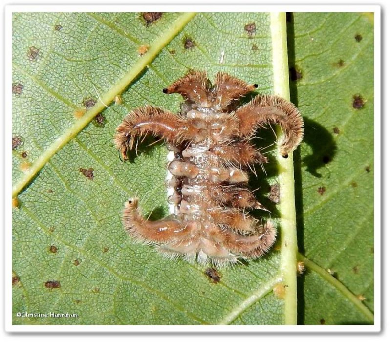 Hag moth caterpillar (Phobetron pithecium), #4677