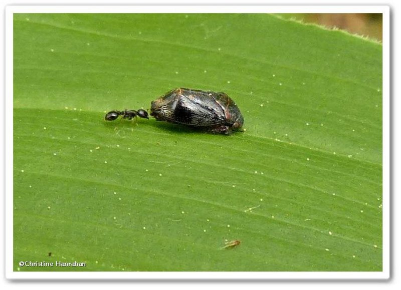 Leafhopper (Penthimia americana sp.)